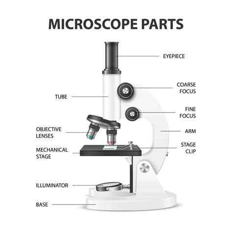 Microscope Function And Parts