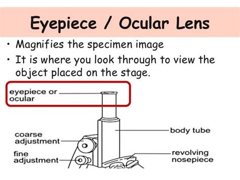Microscope Function Eyepiece