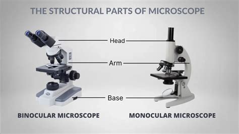 Microscope Function Guide Unlocks Microscopy Secrets