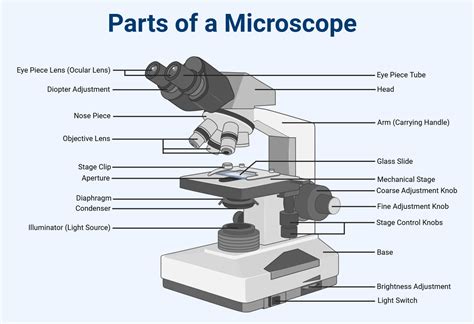 Microscope Labeled Diagram And Functions