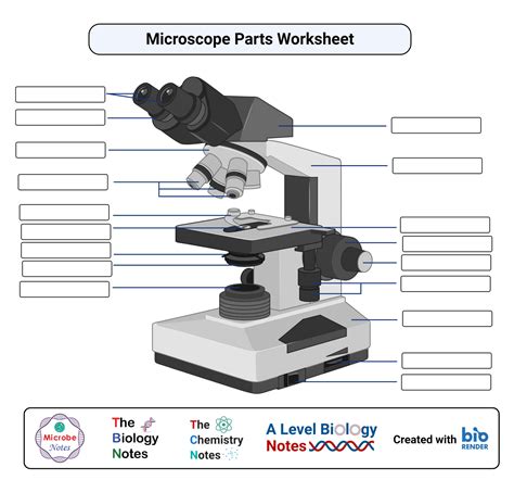 microscope parts and use worksheet key