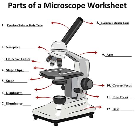 microscope parts and use worksheet quizlet