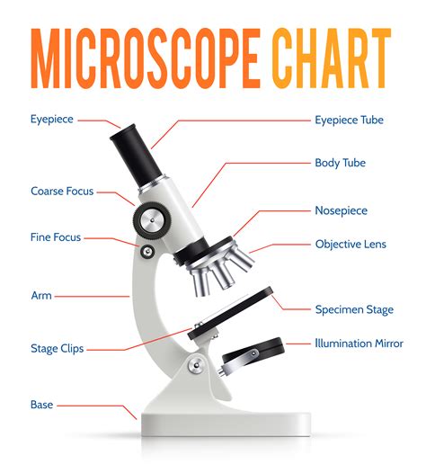 Microscope Parts Function Chart