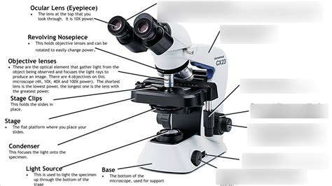 Microscope Parts Function Quizlet