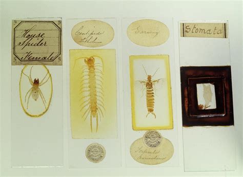 Microscope Slide Library