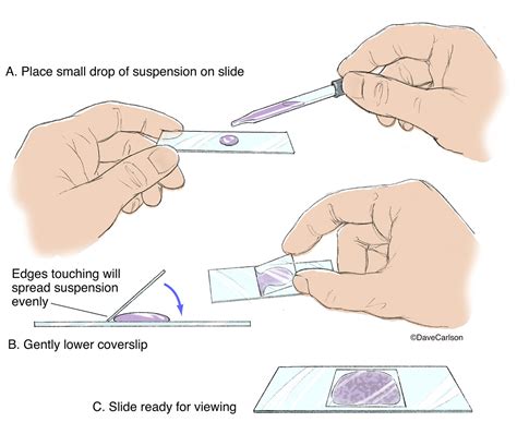 Microscope Slide Technique