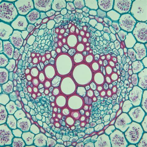 Microscope Slides Biology Definition