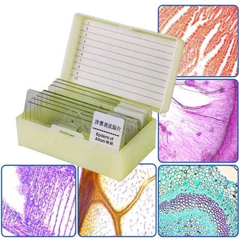 Microscope Slides Nz