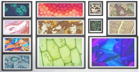 Microscope Slides Sims 4