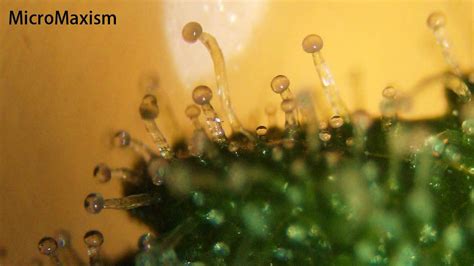 Microscope To See Trichomes