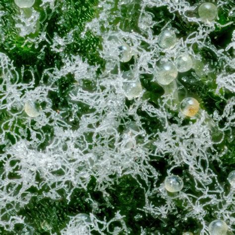 microscope trichomes or mold