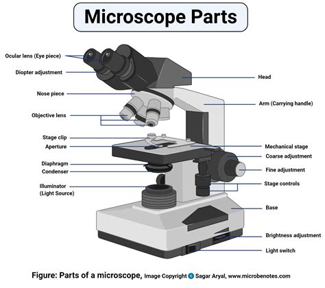 Microscope With Labeled Parts And Functions