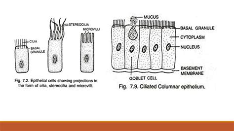 Human Epithelial Cells Light Microscope
