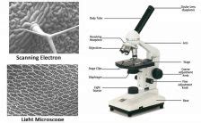 Microscopes Biology Corner