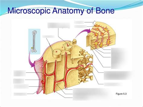 microscopic compact bone