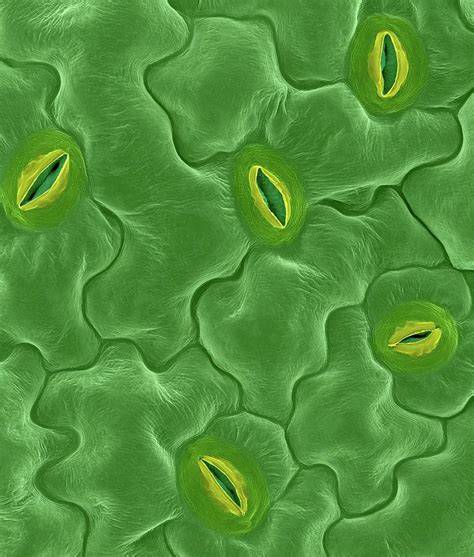 植物の葉表面と気孔の拡大像