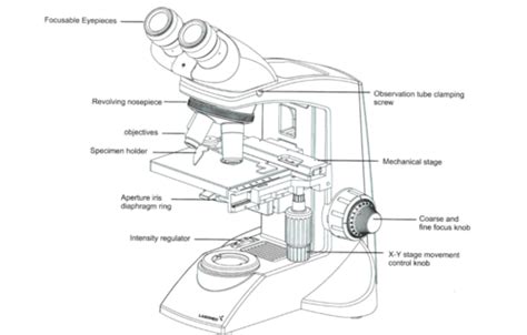 Microscopy Lab Quizlet