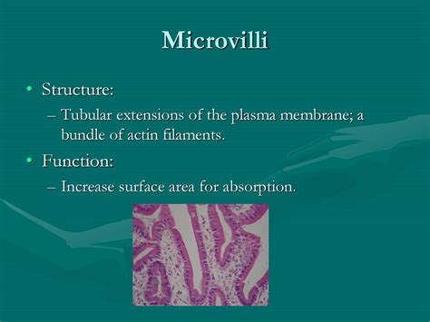 microvilli primarily function to