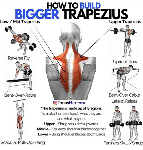 mid and lower trap exercises