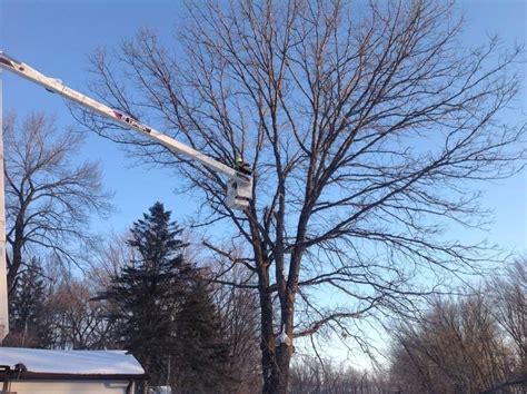 mid state tree service new london wi