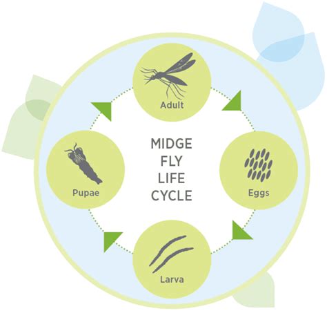 Midge Control Methods
