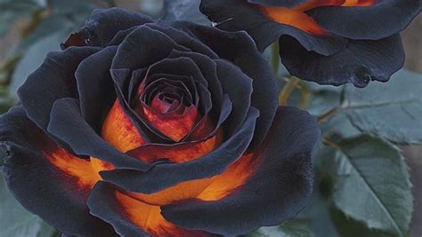 midnight ember rose real