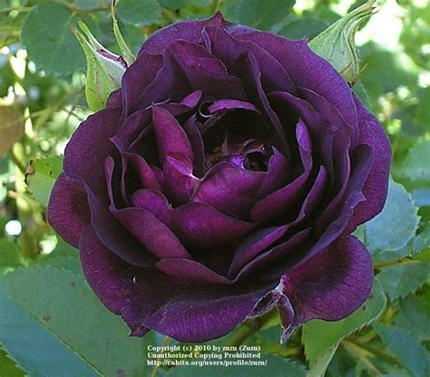 Midnight Roses: The Hidden Secrets Behind Their Enchanting Allure