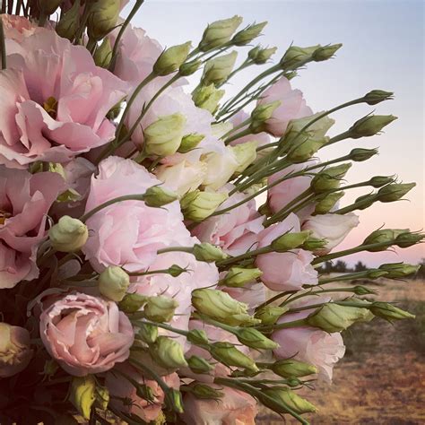 Midsummer Flowers Llc