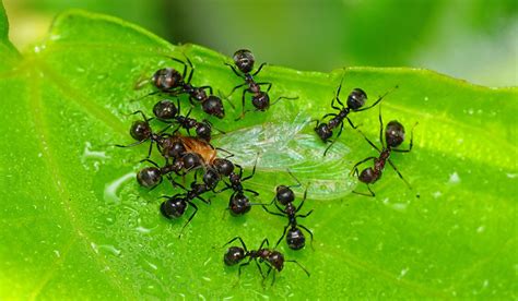 Mieren Bestrijden Moestuin