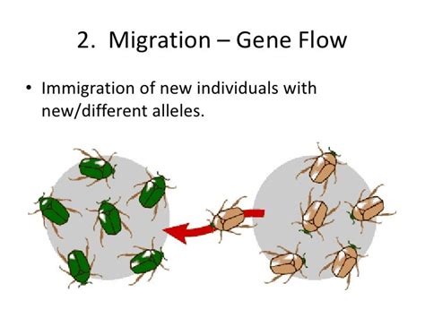 migration gene flow definition