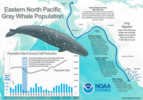 migration of whales in california coast