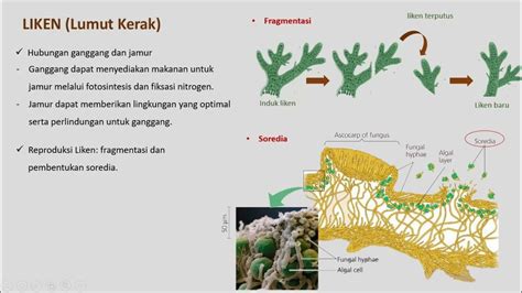 mikoriza adalah simbiosis antara jamur dengan