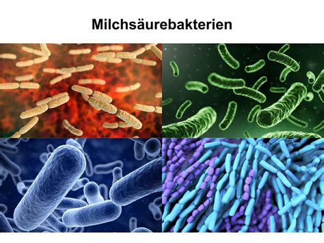 milchsaeurebakterien