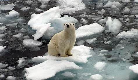 D'ici 2100, tous les ours polaires pourraient avoir disparu selon une étude