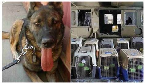 American Humane says US left military dogs behind in Afghanistan