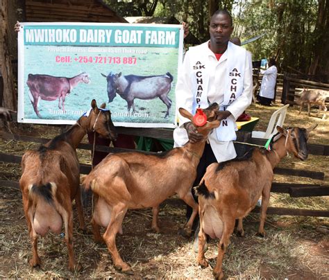 milk goat farming in kenya