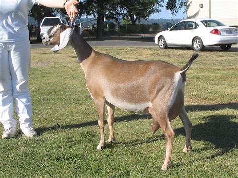 milk goats for sale in ky