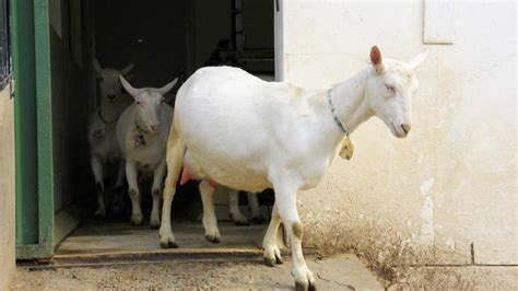 milk goats for sale in south africa