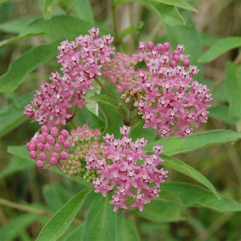 Milkweed Plants For Sale: Enhancing Your Garden And Helping Monarch Butterflies