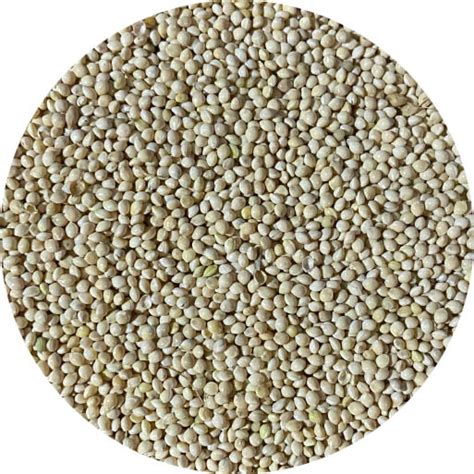 Millet Chicken Feed