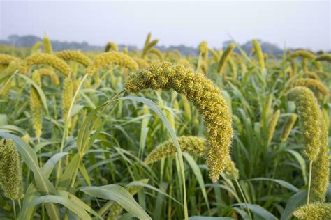 Millet Crop Of