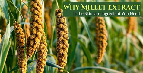 Millet Extract Benefits