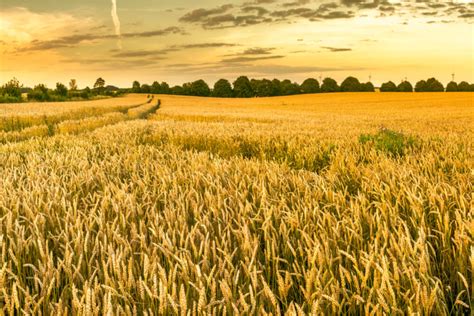 Millet Grain Hs Code