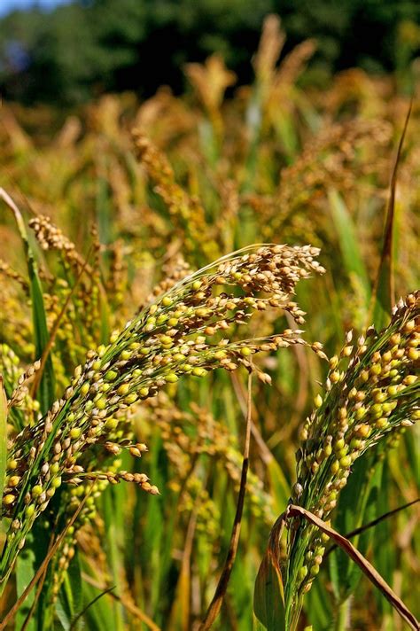 Harvesting Millet: The Benefits Of Growing And Eating A Superfood Plant