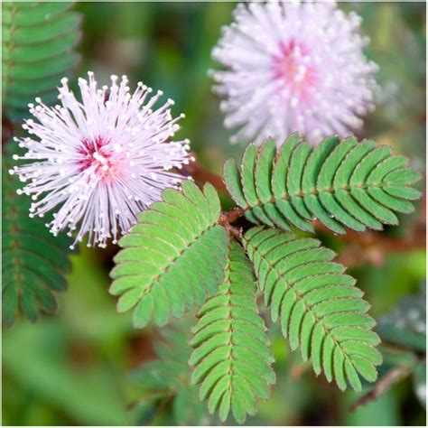 Mimosa pudica Sensitive Plant World of Flowering Plants