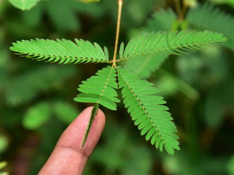 mimosa plant reaction to touch is an example of