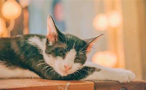 Tafsiran Mimpi Kucing Mati Kematian diyakini sebagai akhir dari