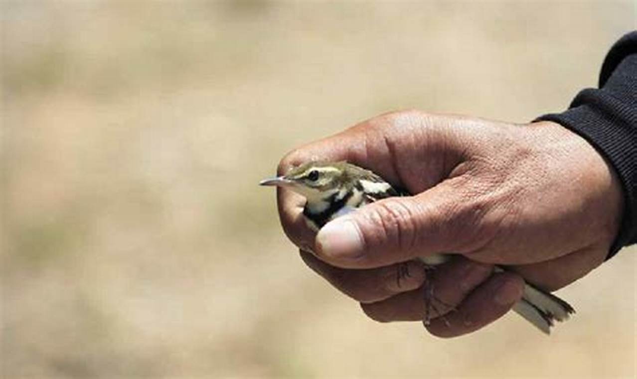 Arti Mimpi Menangkap Burung dengan Tangan Sendiri Menurut Islam