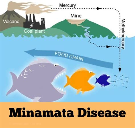 minamata disease is caused due to