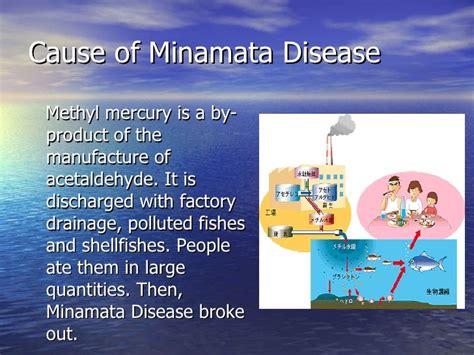 minamata is caused due to